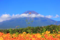 キバナコスモスと富士山
