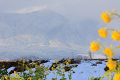 菜の花と山