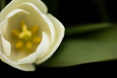 花びら