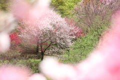 花桃小道
