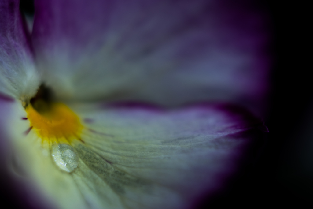  Pansy tears