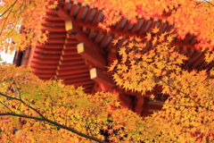 もみじ窓