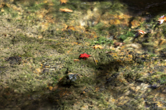 紅一点