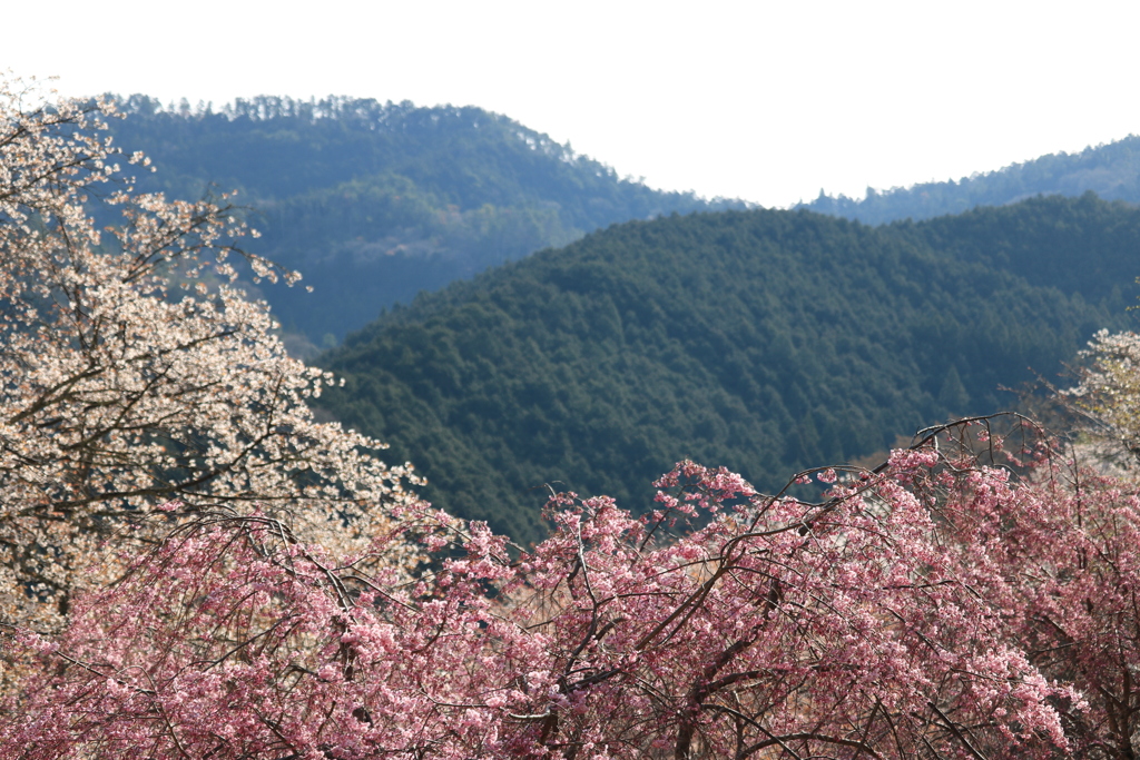 桜