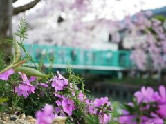 地面からの桜