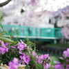 地面からの桜