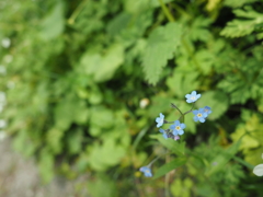 林道に