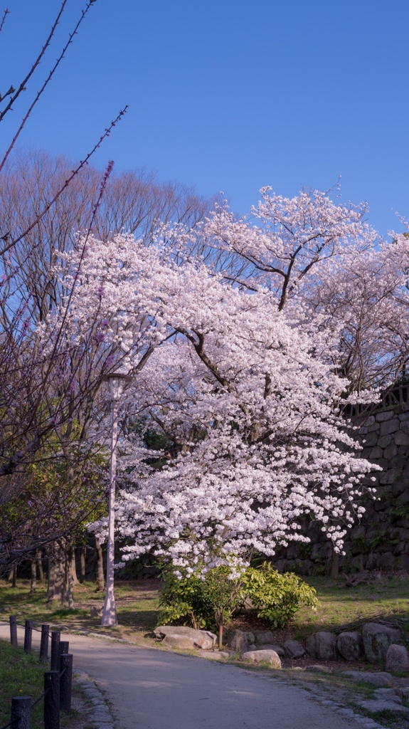石垣の下の桜