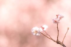 長居公園 河津桜②