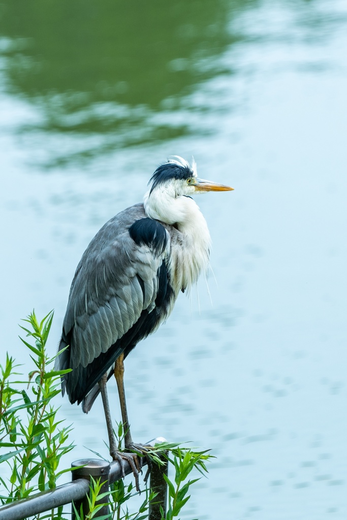 水辺の鳥