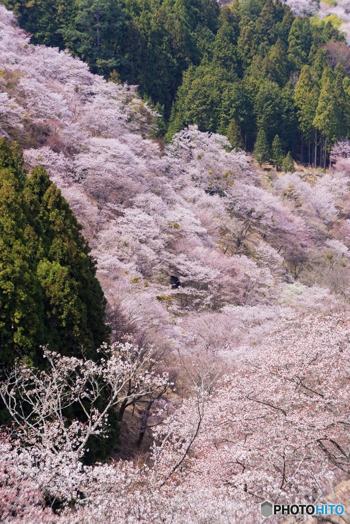 吉野山 桜①