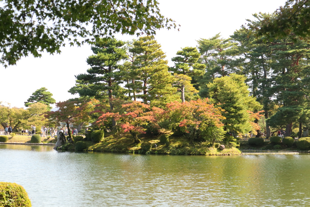 庭園に住む亀