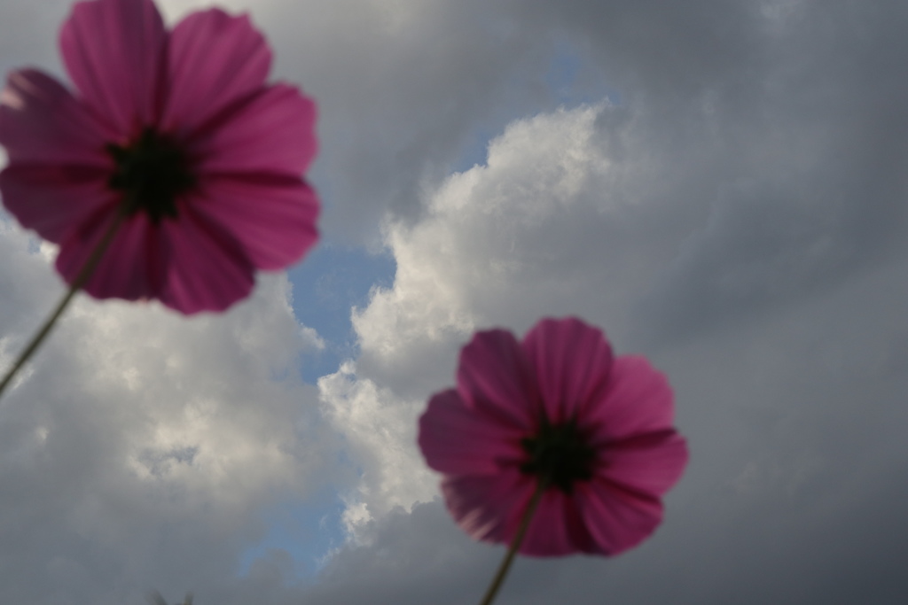 秋桜と空