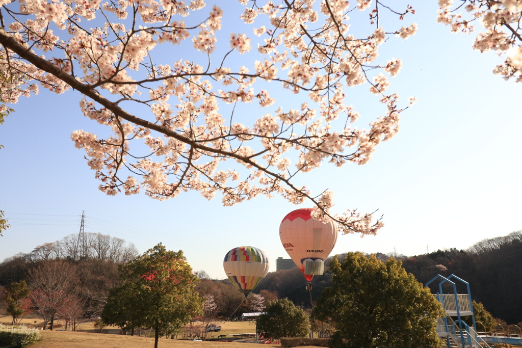 桜と熱気球