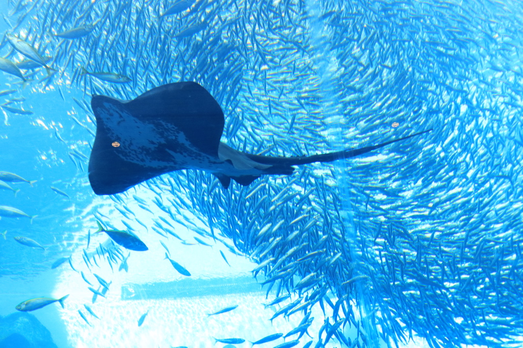 仙台海の杜水族館