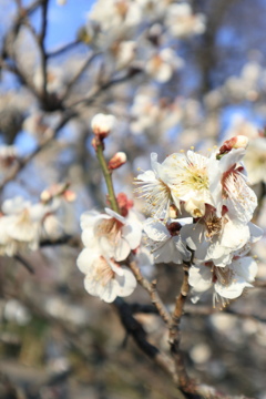 梅の花。