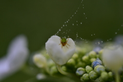 アジサイと蜘蛛