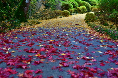 秋の参道