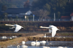 飛び立ち