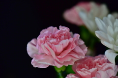 カーネーション