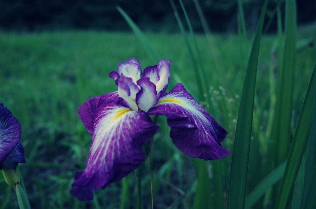 花菖蒲