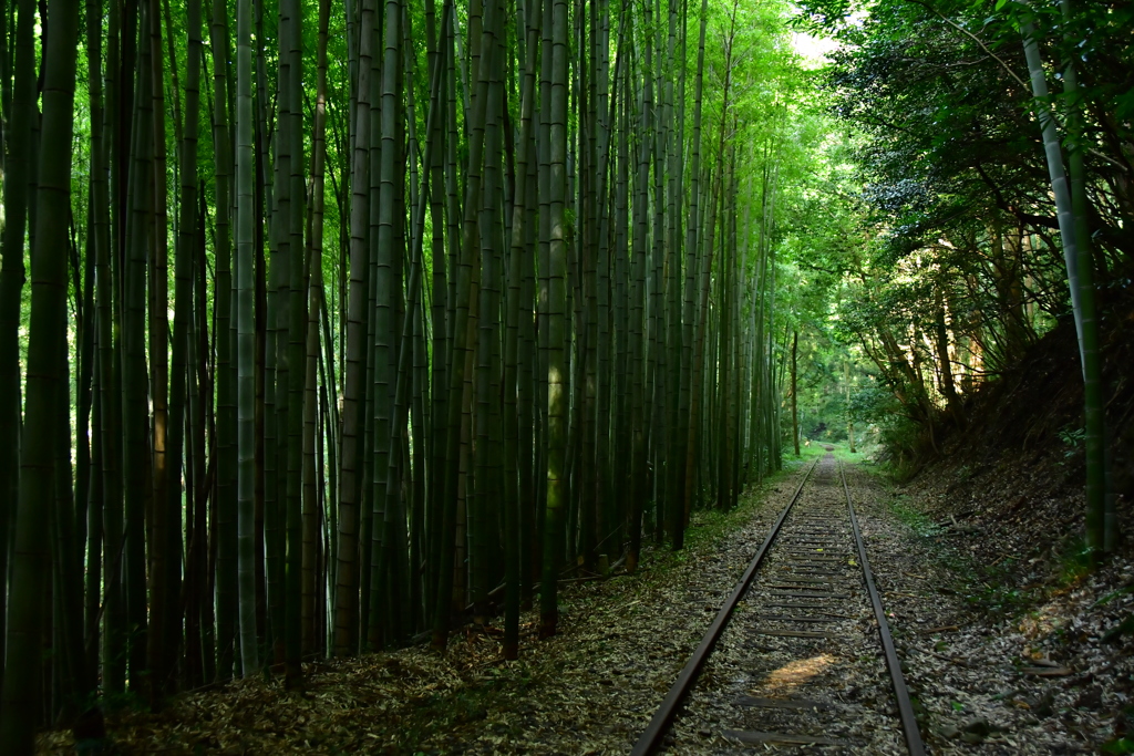 廃線と竹林