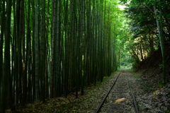 廃線と竹林