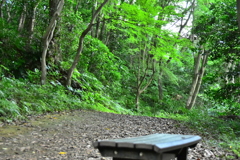 ベンチの向こう側の緑