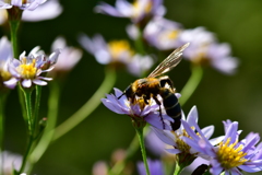 蜂