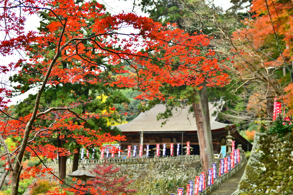 紅葉