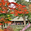 紅葉
