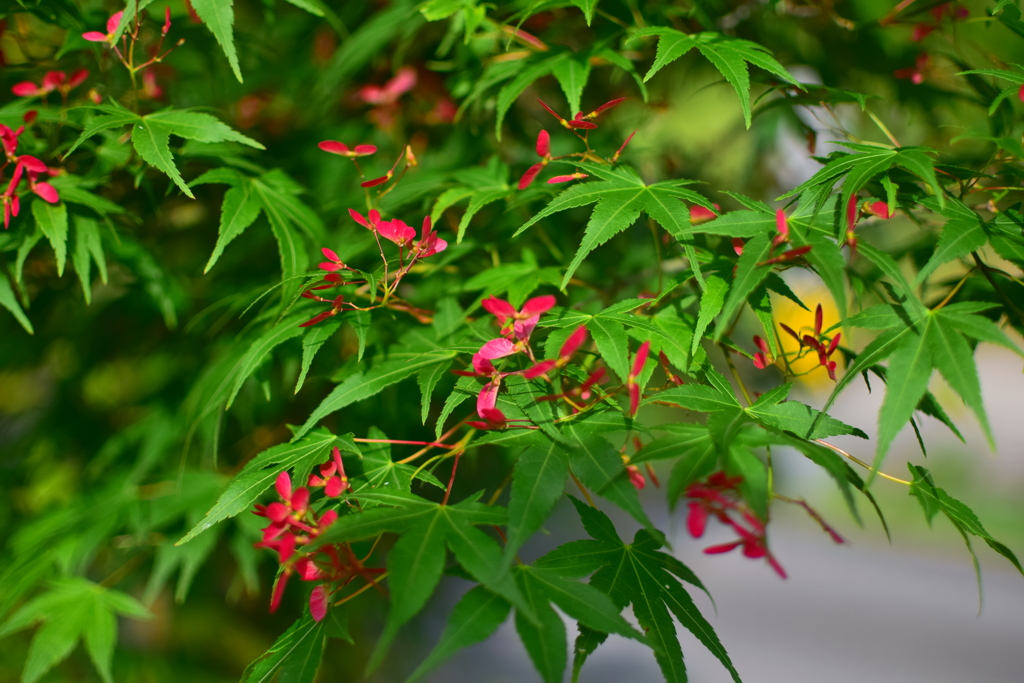 もみじの花