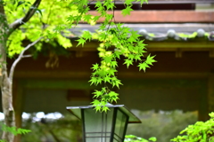 雨上がり