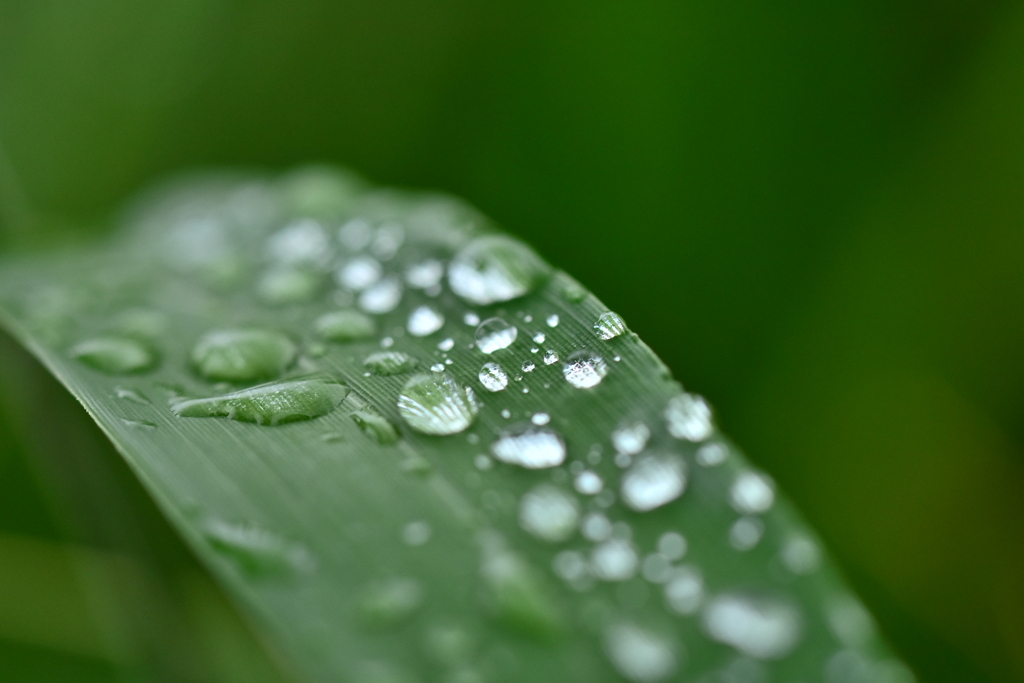 雨