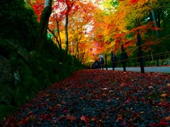 紅葉の回廊