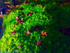 藻の上の紅葉
