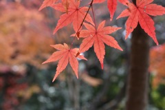 光明寺红葉