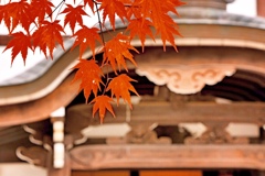  光明寺红葉