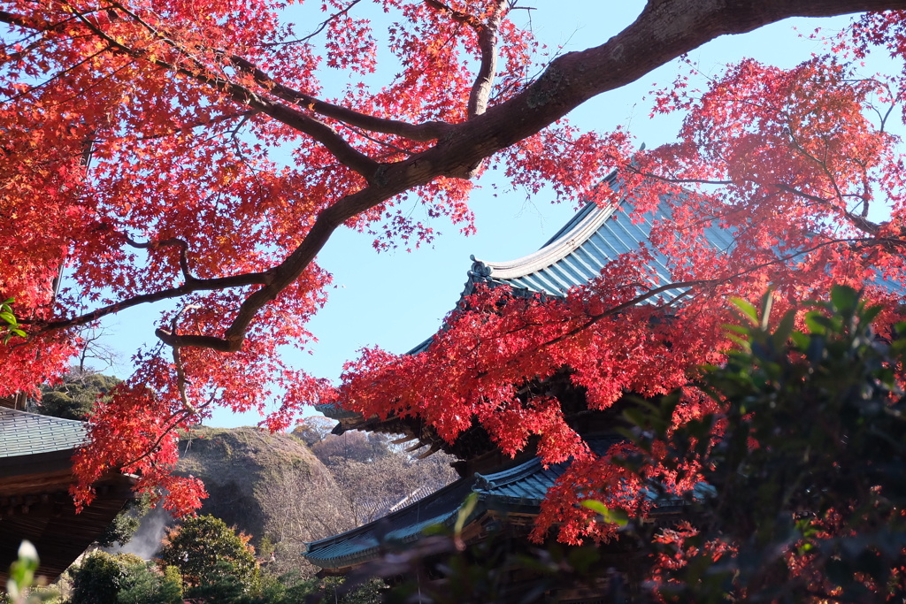 紅葉のある景色