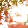 透かし紅葉
