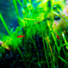 aquarium 水玉と赤色