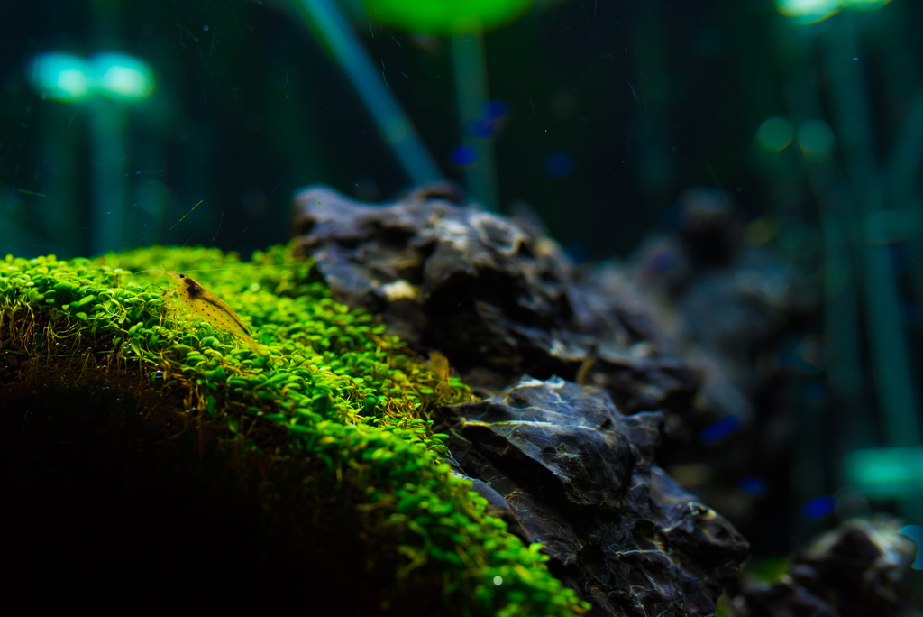 aquarium 緑上の生活者