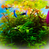 aquarium 水彩