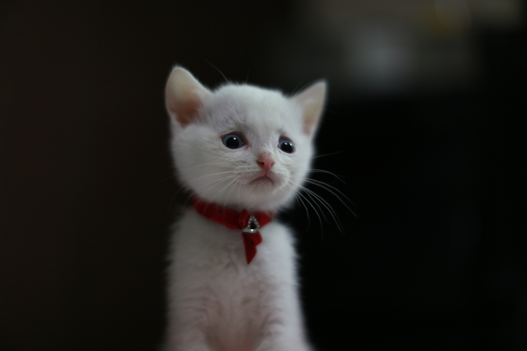 野良出身のモモちゃんです