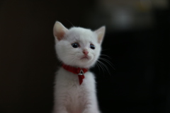 野良出身のモモちゃんです