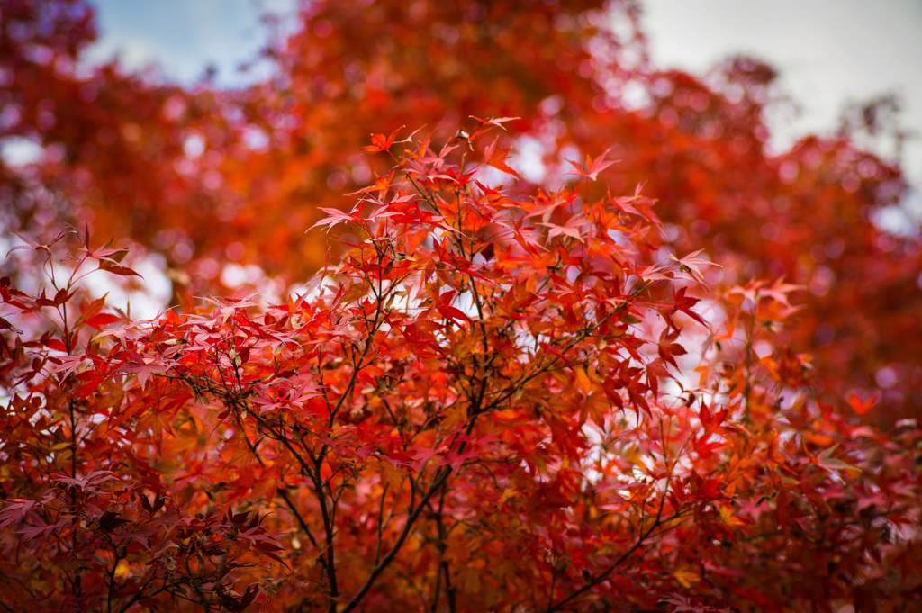 紅葉