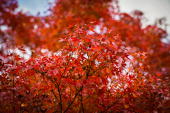 紅葉