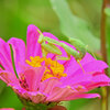 ジニアの花で獲物を待つ　蟷螂　２