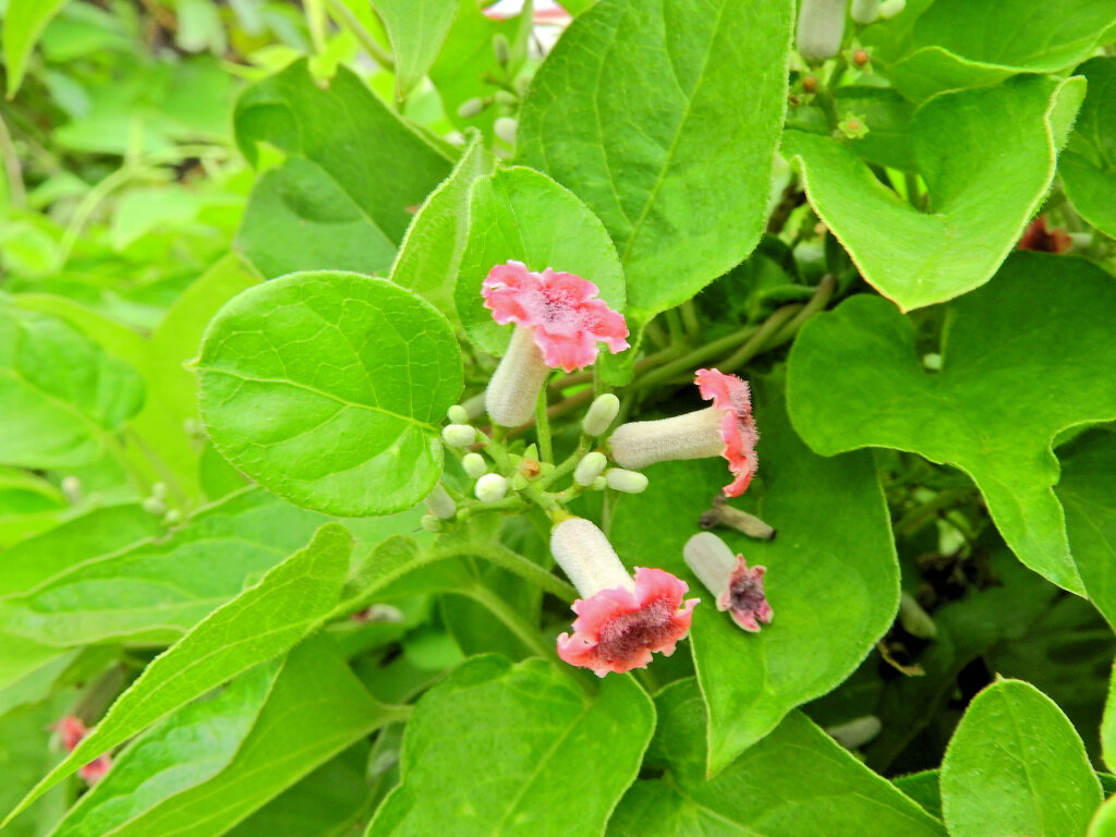 ヘクソカズラ（屁糞葛）の花　５