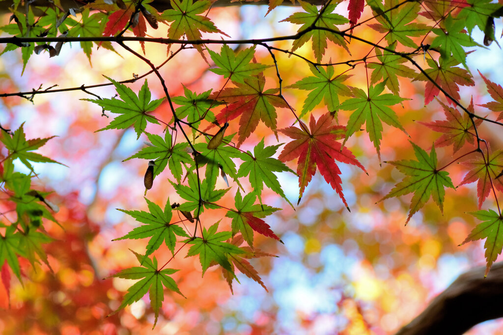 紅葉　⑩